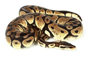 Python regius, pastel, femelle adulte